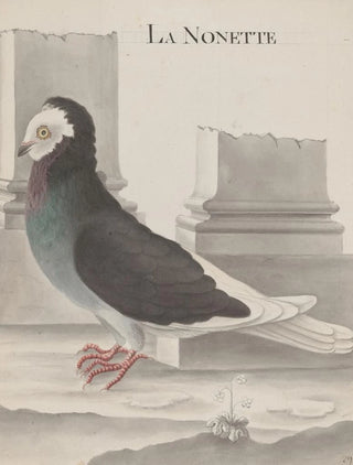 Ren de Rabi - Natural history of Saint Domingue Pl005.webp