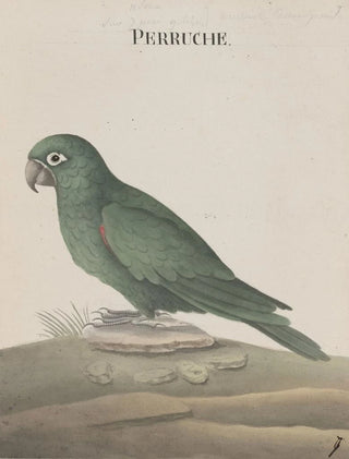 Ren de Rabi - Natural history of Saint Domingue Pl007.webp