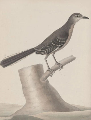 Ren de Rabi - Natural history of Saint Domingue Pl009.webp