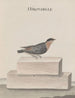 Historia natural de Saint-Domingue Pl010 - René de Rabi — vista de la obra