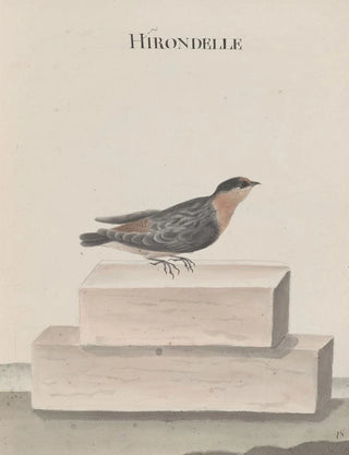 Ren de Rabi - Natural history of Saint Domingue Pl010.webp