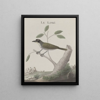 Ren de Rabi - Natural history of Saint Domingue Pl011.webp