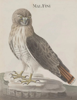 Ren de Rabi - Natural history of Saint Domingue Pl012.webp
