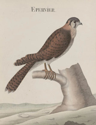 Ren de Rabi - Natural history of Saint Domingue Pl013.webp