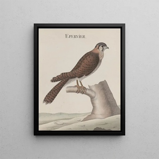 Ren de Rabi - Natural history of Saint Domingue Pl013.webp