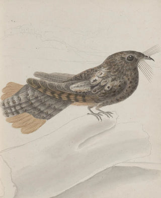 Ren de Rabi - Natural history of Saint Domingue Pl014.webp