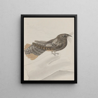 Ren de Rabi - Natural history of Saint Domingue Pl014.webp