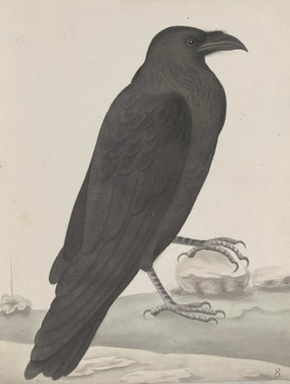 Ren de Rabi - Natural history of Saint Domingue Pl015.webp