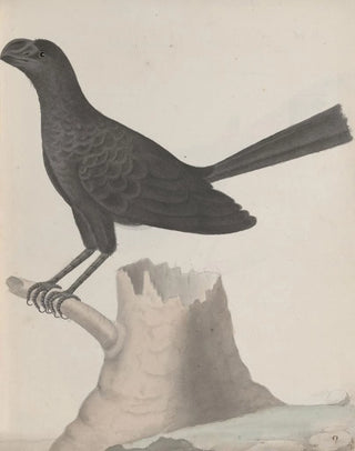 Ren de Rabi - Natural history of Saint Domingue Pl016.webp
