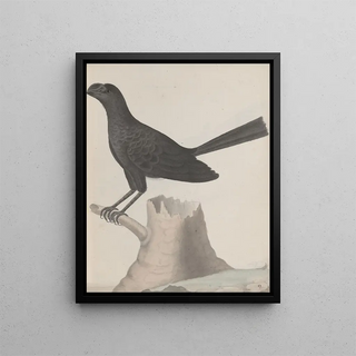 Ren de Rabi - Natural history of Saint Domingue Pl016.webp