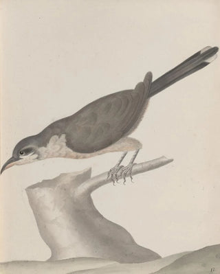 Ren de Rabi - Natural history of Saint Domingue Pl017.webp