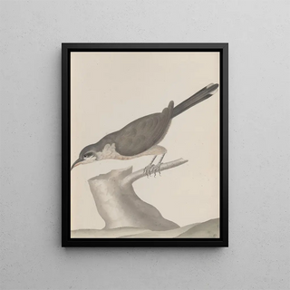 Ren de Rabi - Natural history of Saint Domingue Pl017.webp