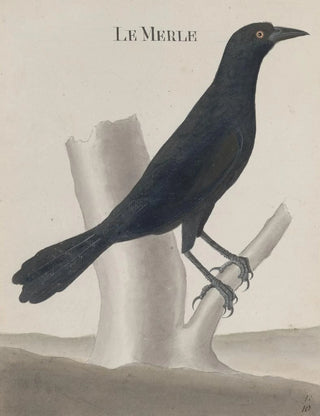 Ren de Rabi - Natural history of Saint Domingue Pl018.webp