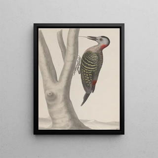 Ren de Rabi - Natural history of Saint Domingue Pl019.webp