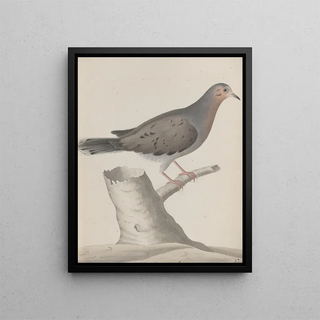 Ren de Rabi - Natural history of Saint Domingue Pl020.webp
