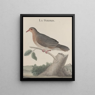 Ren de Rabi - Natural history of Saint Domingue Pl022.webp