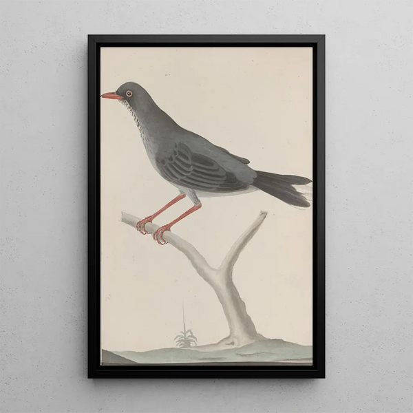 Ren de Rabi - Natural history of Saint Domingue Pl023.webp