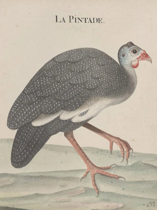 Ren de Rabi - Natural history of Saint Domingue Pl024.webp