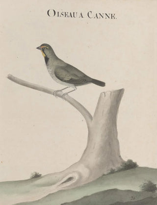 Ren de Rabi - Natural history of Saint Domingue Pl026.webp