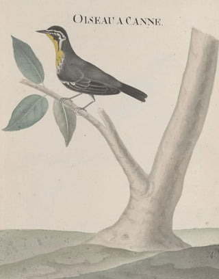 Ren de Rabi - Natural history of Saint Domingue Pl027.webp