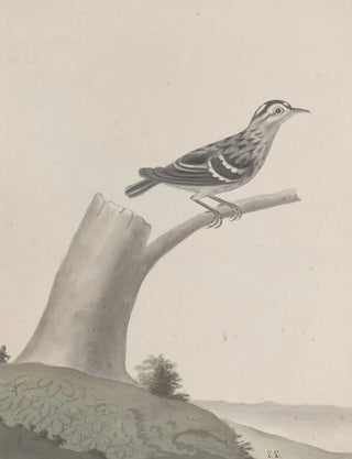 Ren de Rabi - Natural history of Saint Domingue Pl029.webp