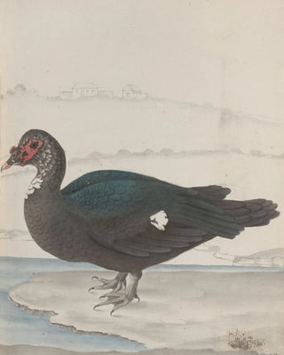Ren de Rabi - Natural history of Saint Domingue Pl031.webp