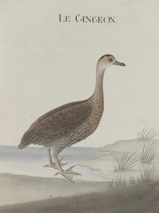 Ren de Rabi - Natural history of Saint Domingue Pl032.webp