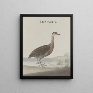 Ren de Rabi - Natural history of Saint Domingue Pl032.webp