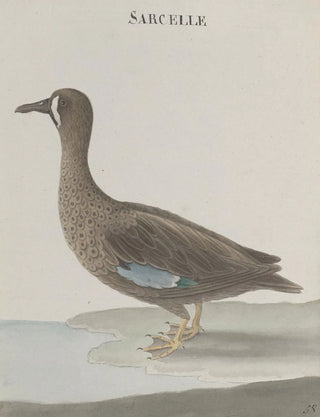 Ren de Rabi - Natural history of Saint Domingue Pl033.webp