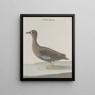 Ren de Rabi - Natural history of Saint Domingue Pl033.webp