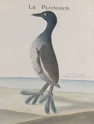 Ren de Rabi - Natural history of Saint Domingue Pl035.webp