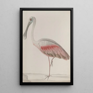 Ren de Rabi - Natural history of Saint Domingue Pl036.webp