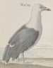 Historia natural de Saint-Domingue Pl037 - René de Rabi — vista de la obra