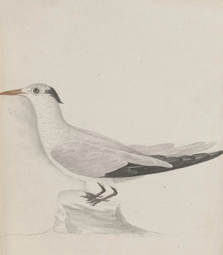 Ren de Rabi - Natural history of Saint Domingue Pl038.webp