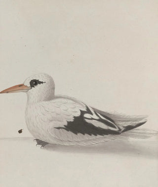 Ren de Rabi - Natural history of Saint Domingue Pl039.webp