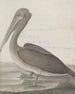 Historia natural de Saint-Domingue Pl040 - René de Rabi — vista de la obra