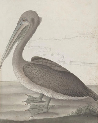 Ren de Rabi - Natural history of Saint Domingue Pl040.webp