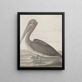 Ren de Rabi - Natural history of Saint Domingue Pl040.webp