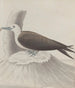 Natural History of Saint-Domingue Pl041 - René de Rabi — artwork view