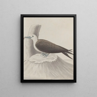 Ren de Rabi - Natural history of Saint Domingue Pl041.webp
