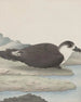 Natural History of Saint-Domingue Pl042 - René de Rabi — artwork view