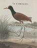 Historia natural de Saint-Domingue Pl044 - René de Rabi — vista de la obra