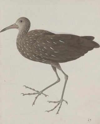 Ren de Rabi - Natural history of Saint Domingue Pl045.webp