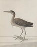 Historia natural de Saint-Domingue Pl046 - René de Rabi — vista de la obra