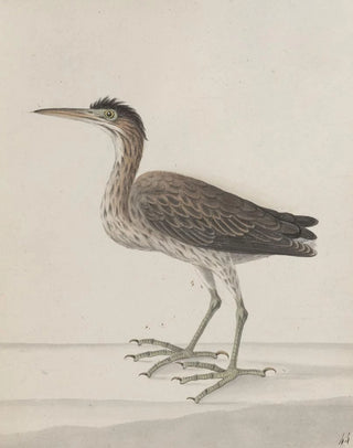 Ren de Rabi - Natural history of Saint Domingue Pl046.webp