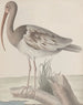 Natural History of Saint-Domingue Pl047 - René de Rabi — artwork view