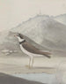 Historia natural de Saint-Domingue Pl050 - René de Rabi — vista de la obra