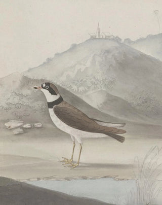 Ren de Rabi - Natural history of Saint Domingue Pl050.webp
