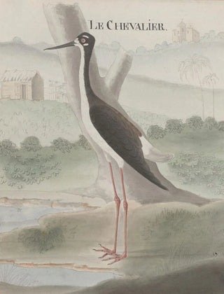 Ren de Rabi - Natural history of Saint Domingue Pl052.webp