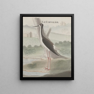 Ren de Rabi - Natural history of Saint Domingue Pl052.webp